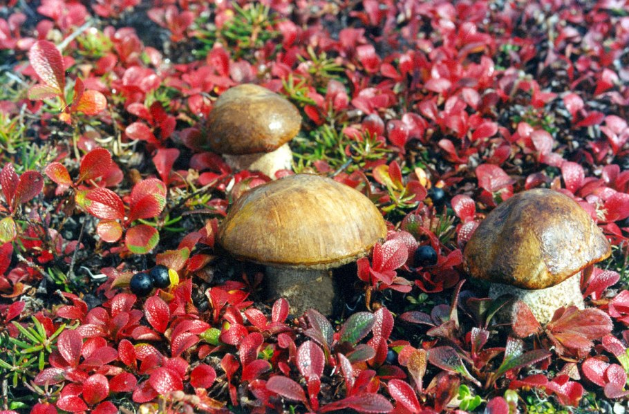 Камнеломка Болотная Saxifraga hirculus