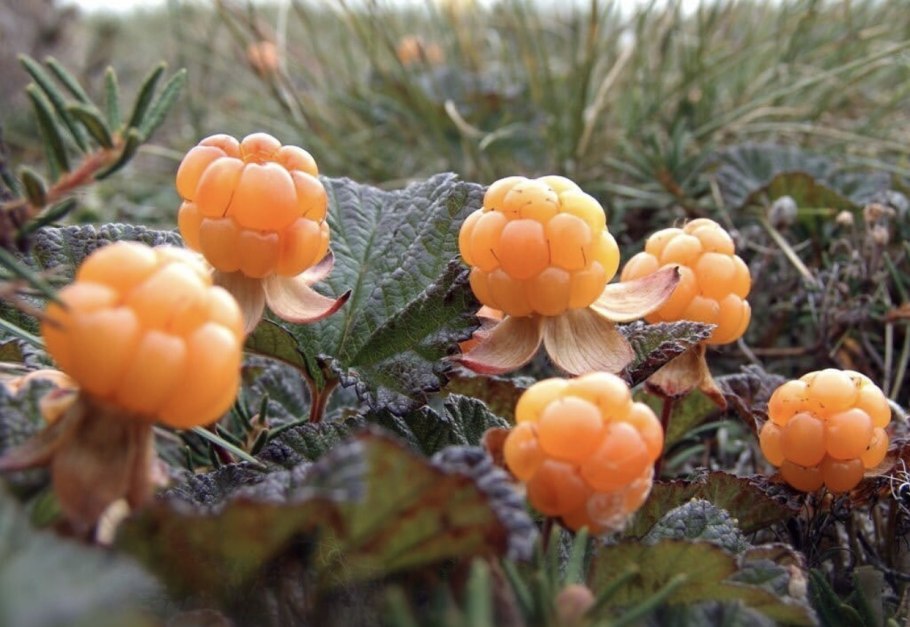 Чукотка тундра грибы