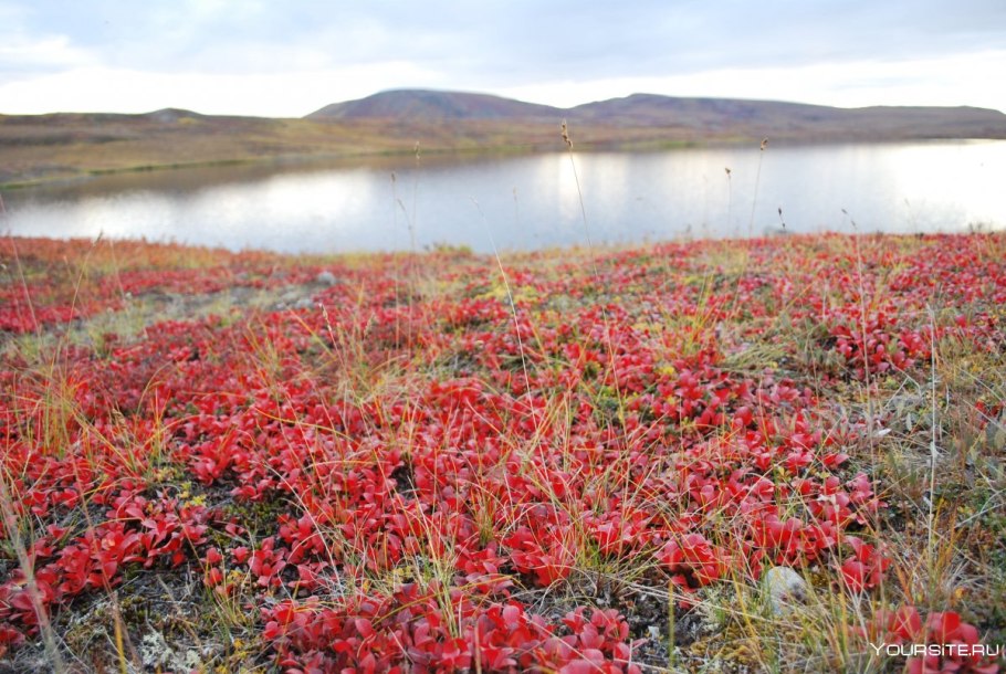 Камнеломка Кольский полуостров