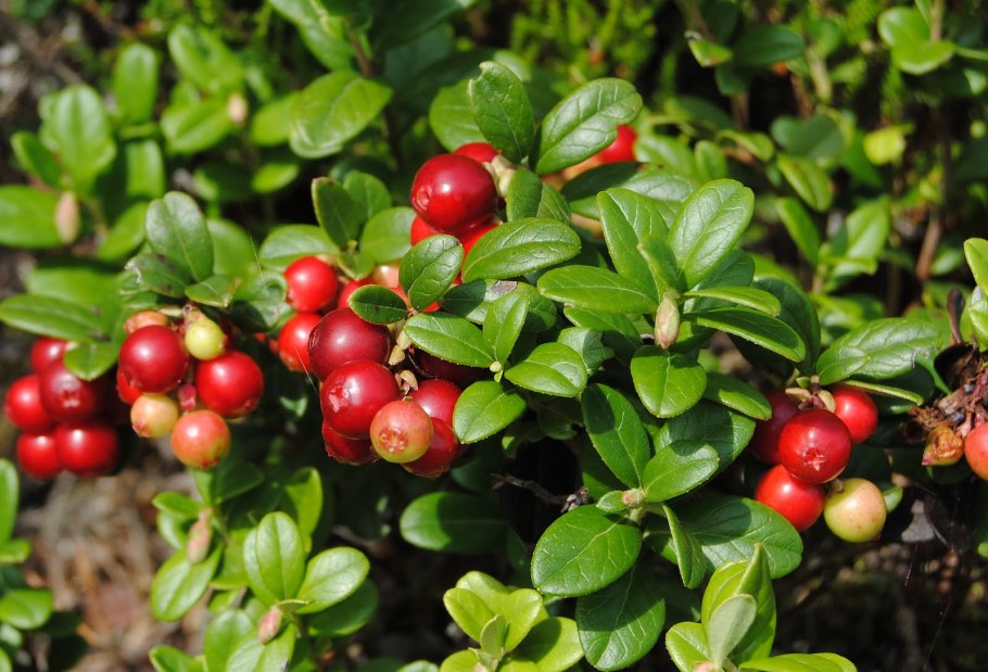 Водяника на Кольском полуострове