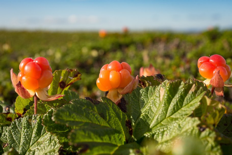 Грибы Ямала маслята