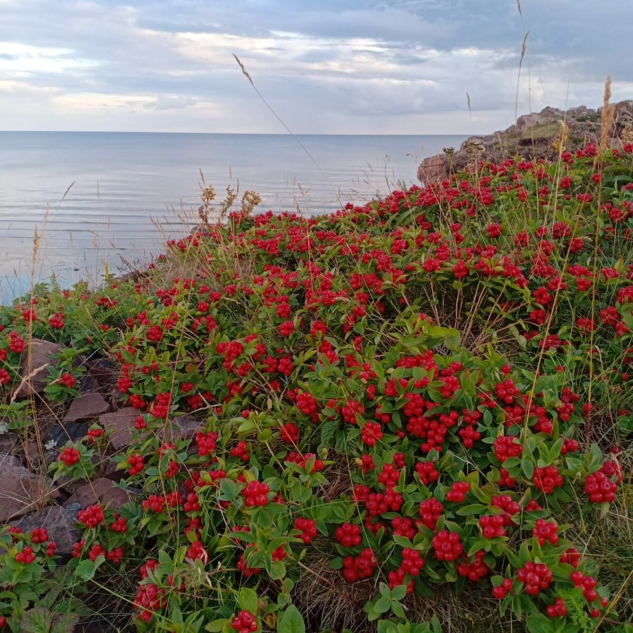 Полярный Урал Морошка