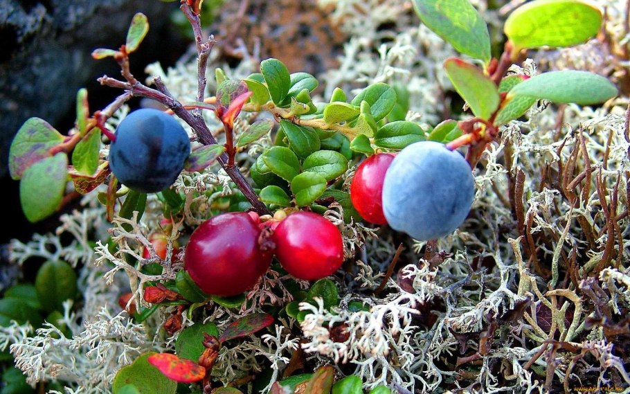 Тундра Олений гриб