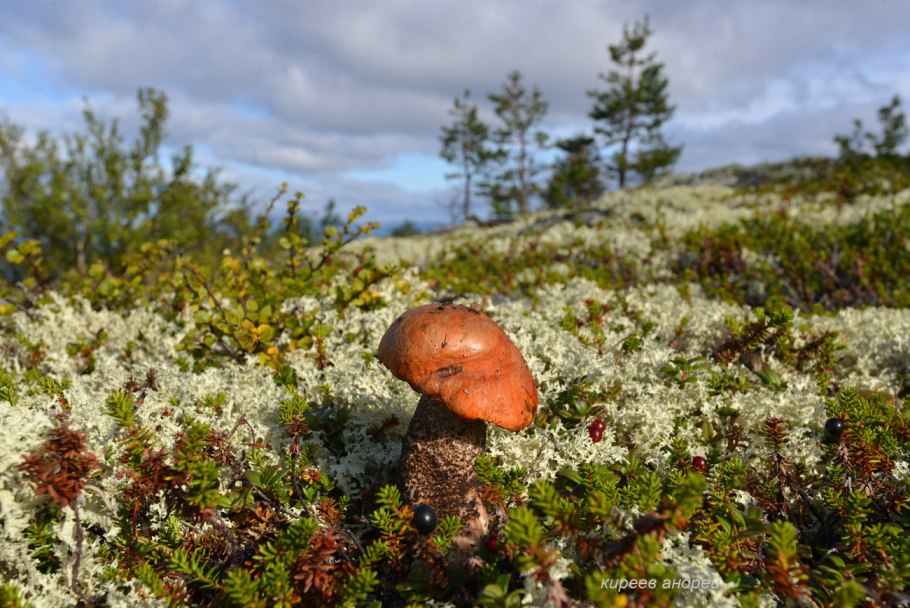 Грибы в тундре Ямала