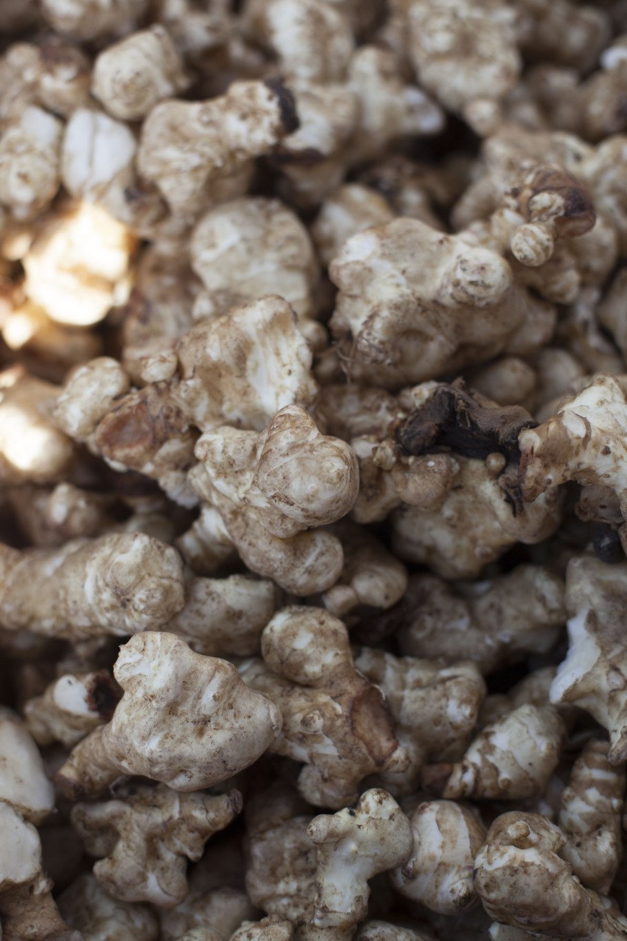 Топинамбур Пасько