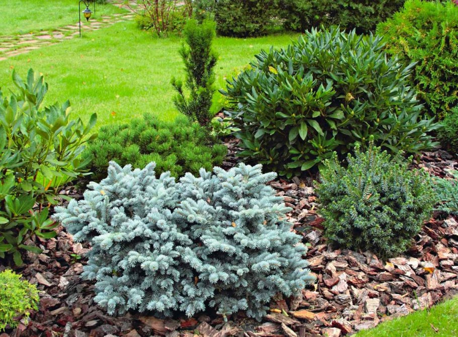 Ель обыкновенная Акрокона пуш