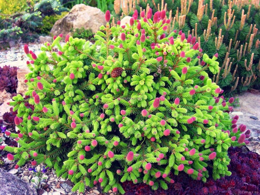 Пихта корейская бриллиант