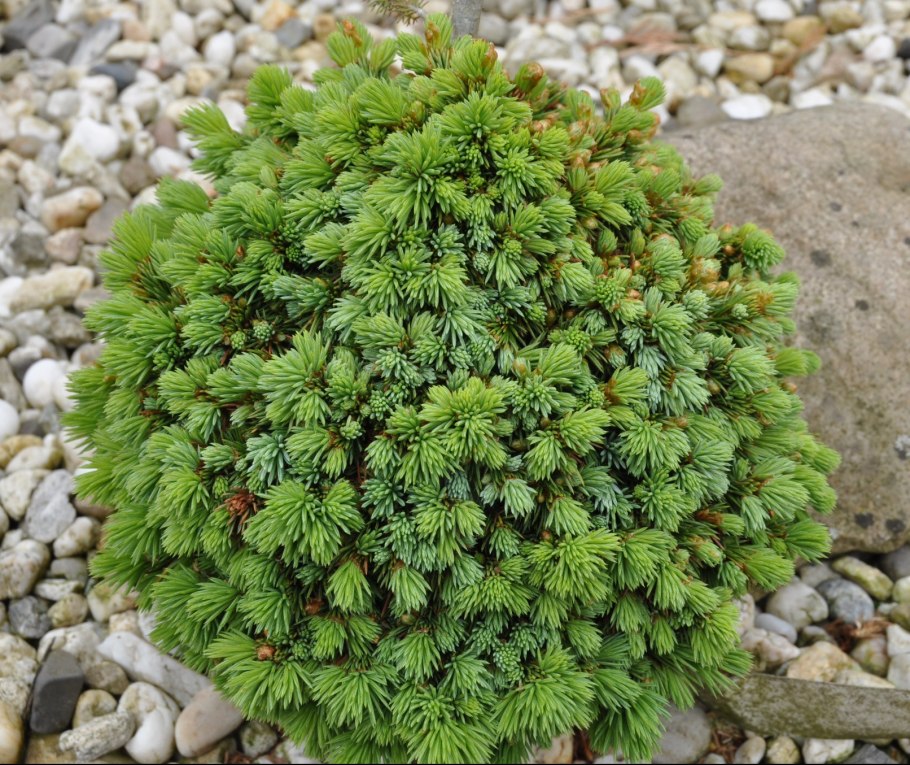 Ель omorika Wodan