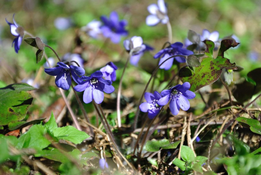 Растения тайги брусника