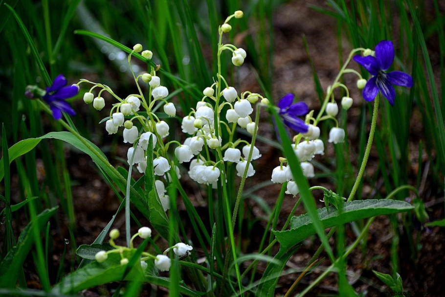 Лесные цветы Небуг