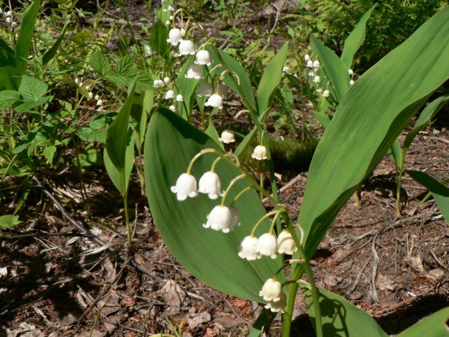 Первоцветы Лесные Ландыши