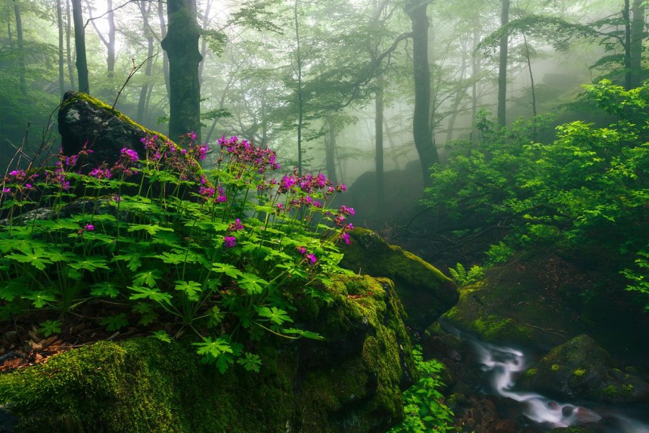 Ветреница Уральская