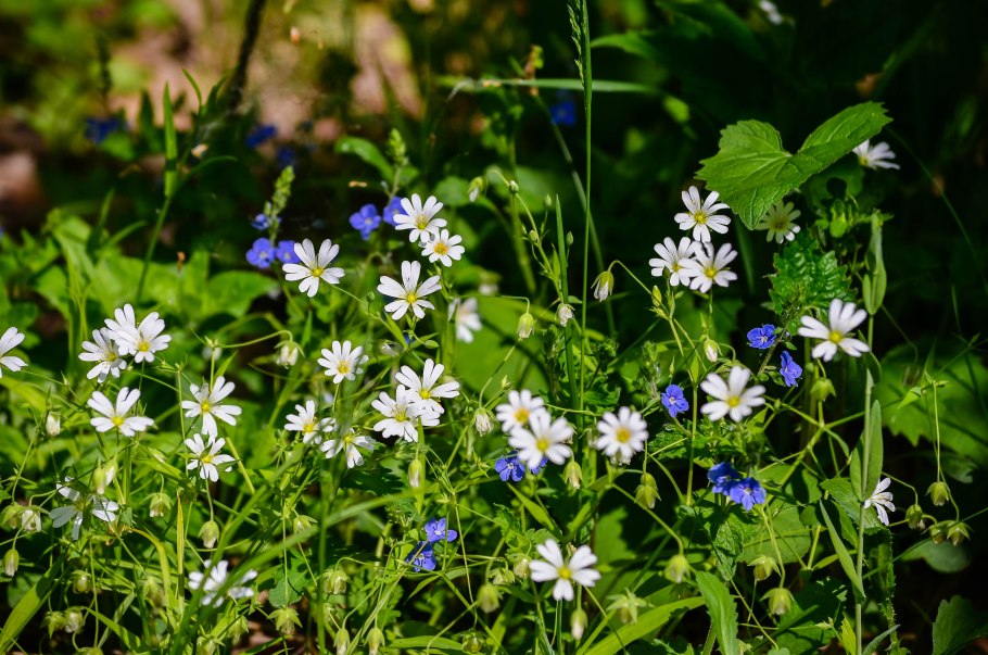 Звездчатка в лесу