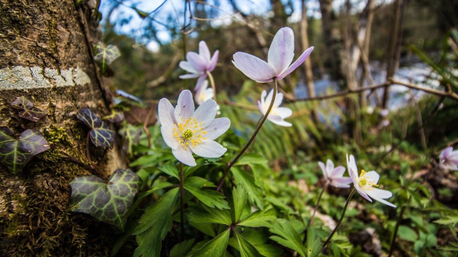 Ветреница лютичная и хохлатка