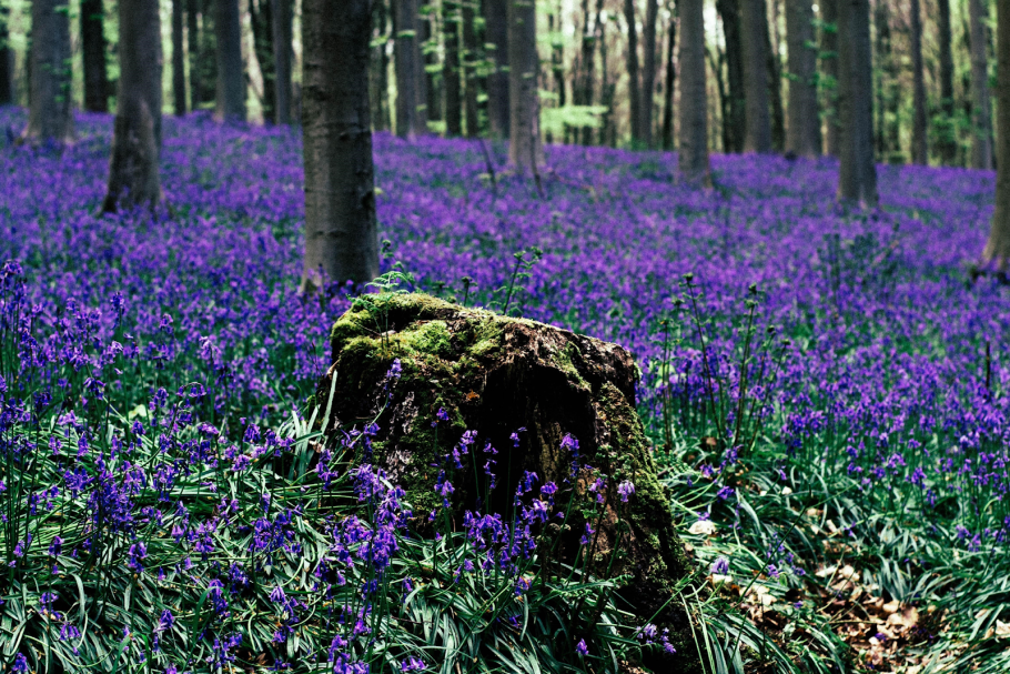 Лесные орхидеи ятрышник