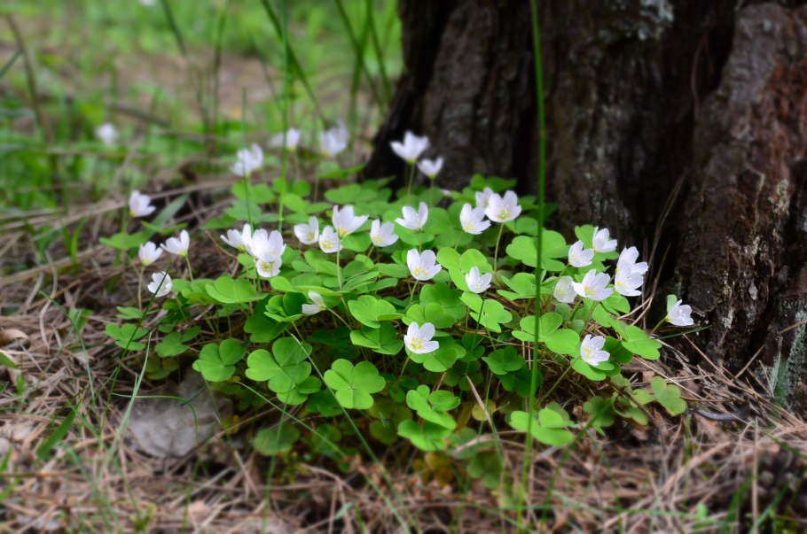Папоротник Удмуртии
