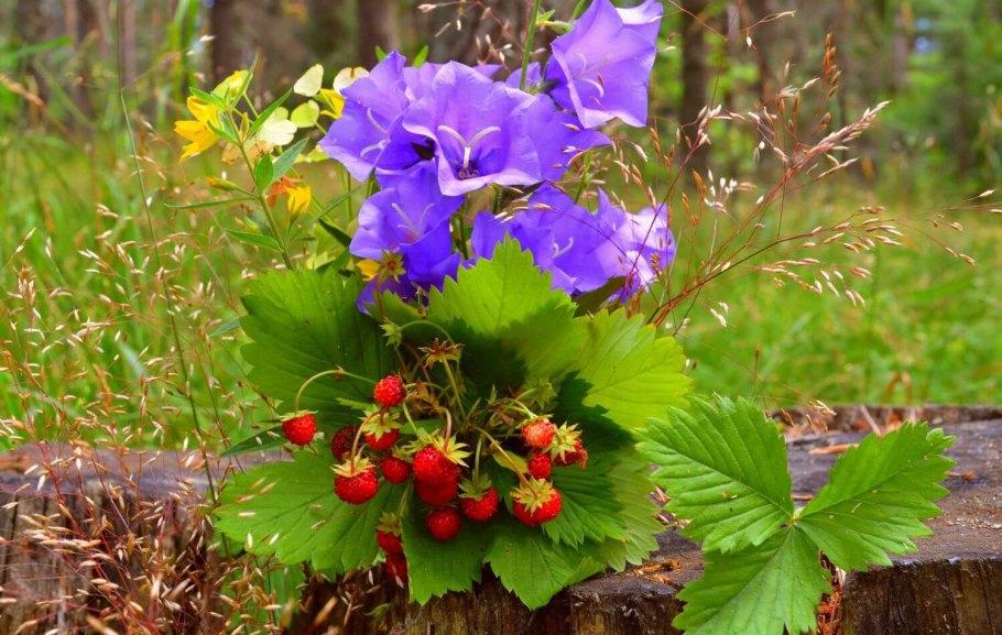 Поляна цветов в лесу