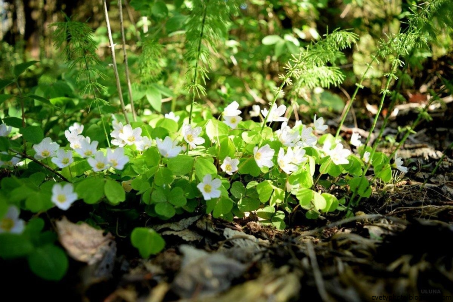 Грибы лисички