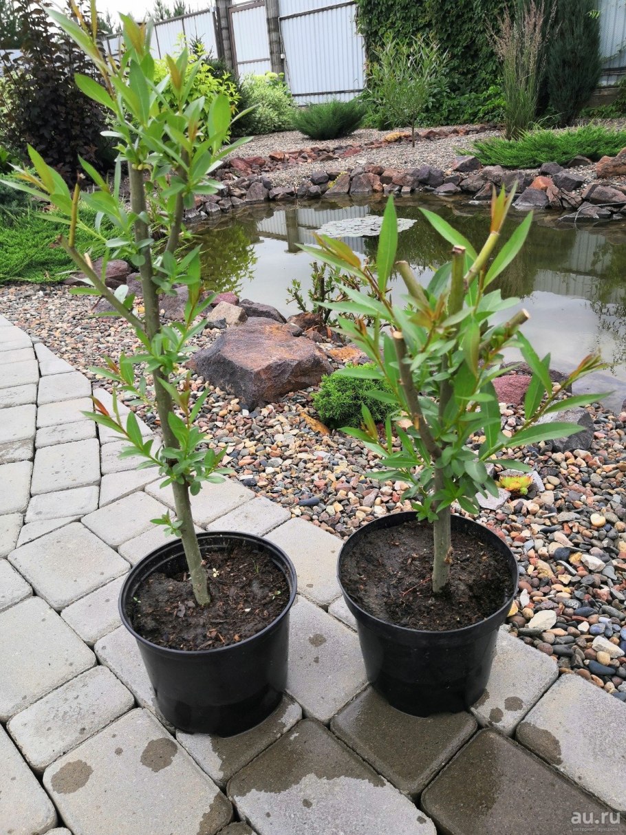 Ива гибридная шаровидный карлик