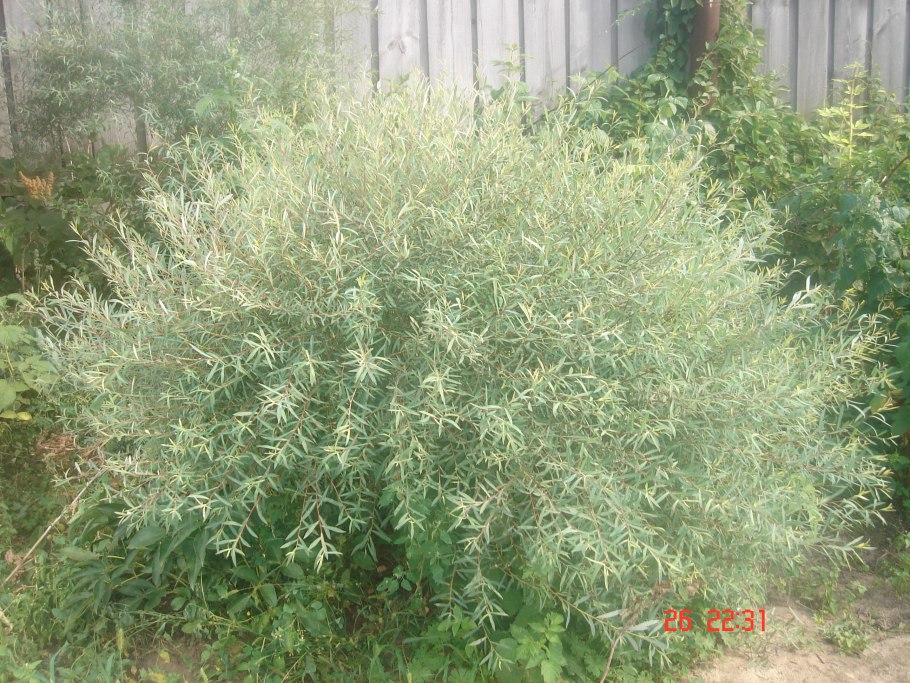 Ива шаровидный карлик