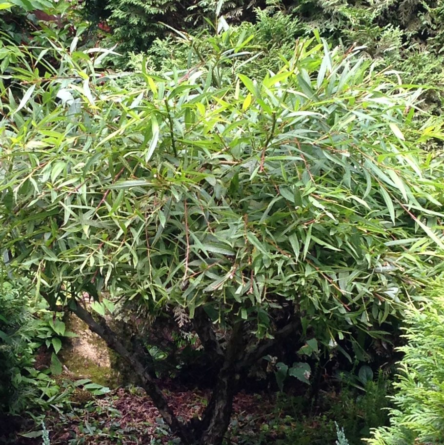 Ива ломкая шаровидная Булата