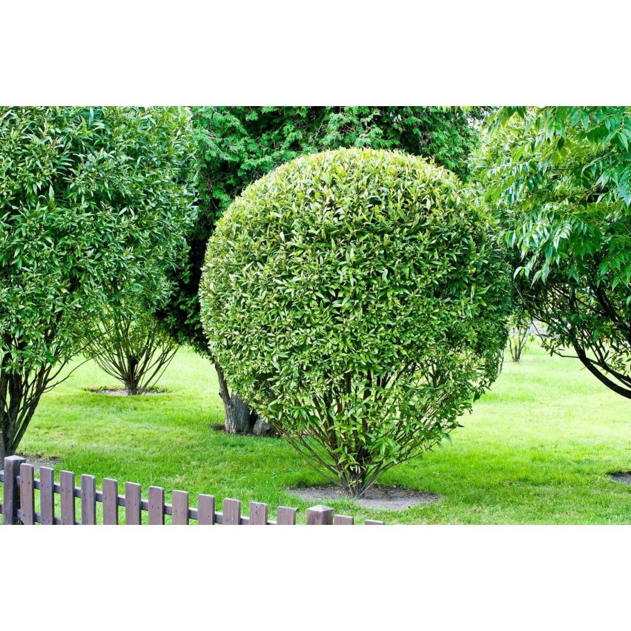 Ива ломкая шаровидная