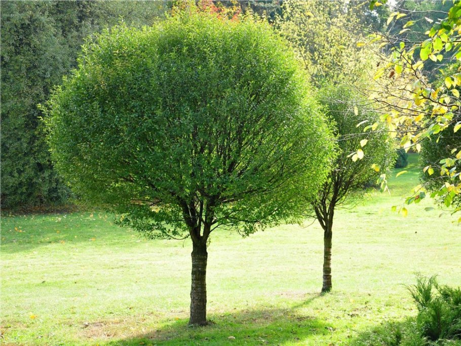 Ива шаровидная Нана