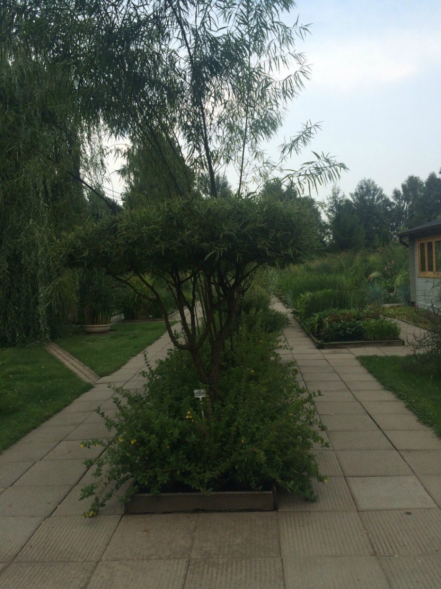 Ива шаровидная Нана