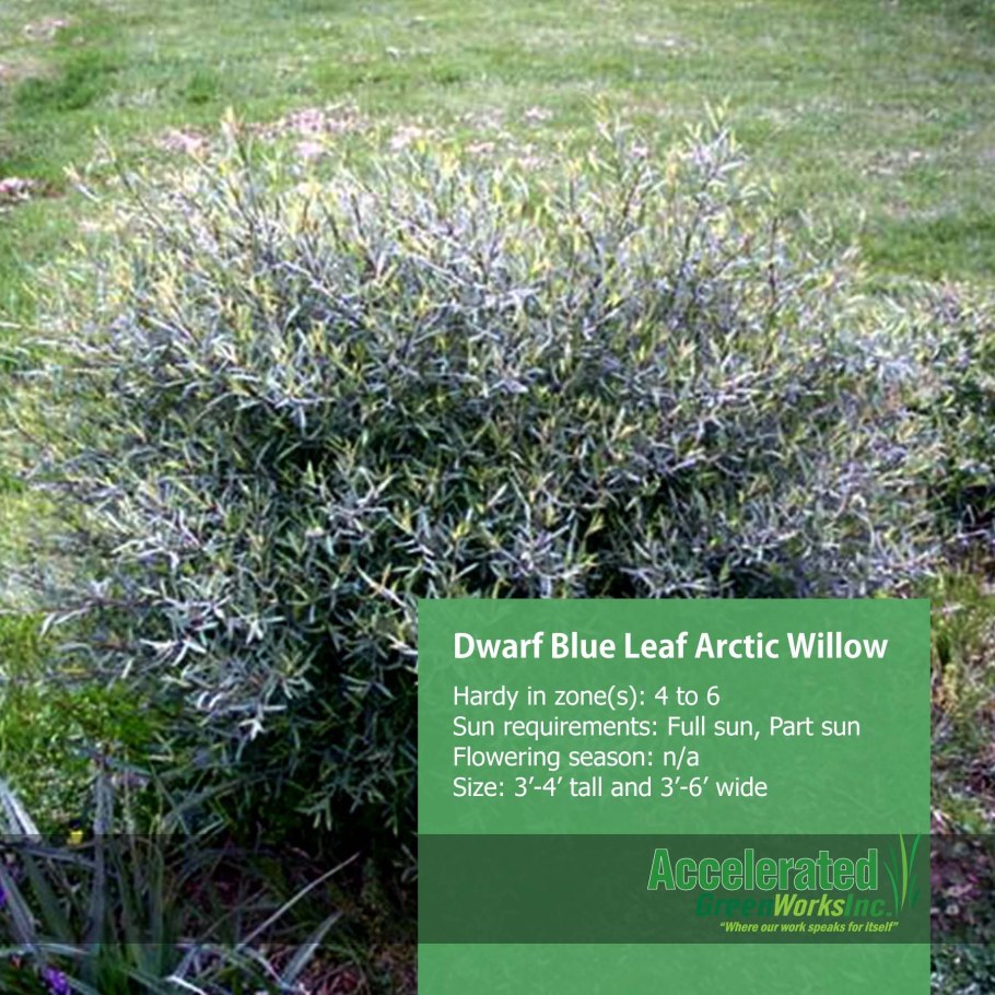 Ива Salix purpurea pendula