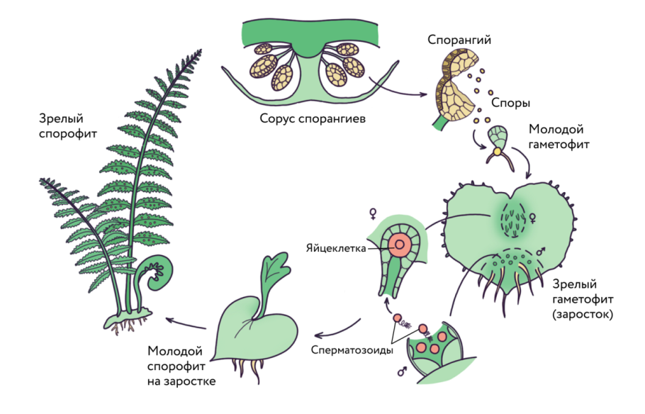Жизненный цикл папоротника