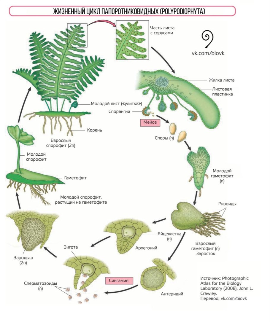 Строение папоротника 7 класс биология лабораторная