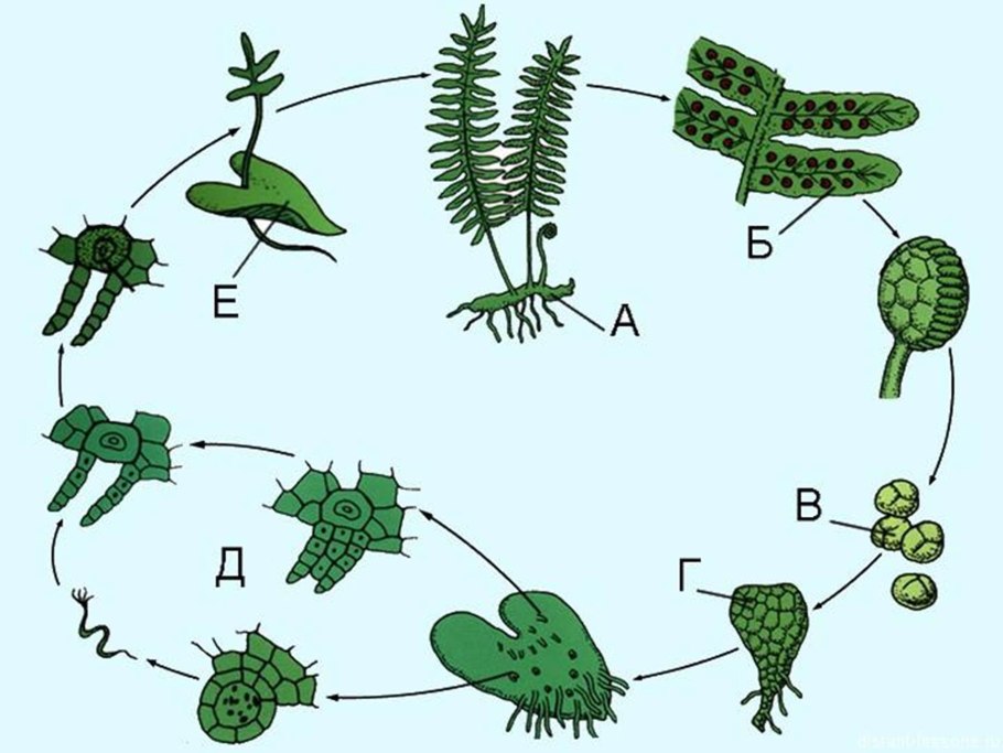 Папоротник Щитовник строение