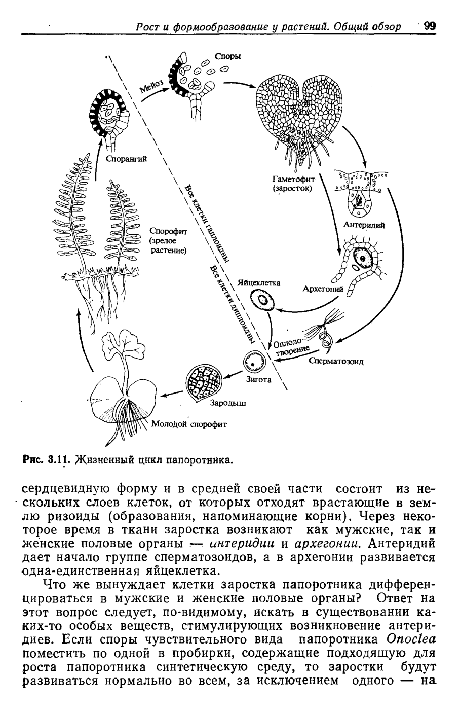 Папоротник Щитовник мужской размножение