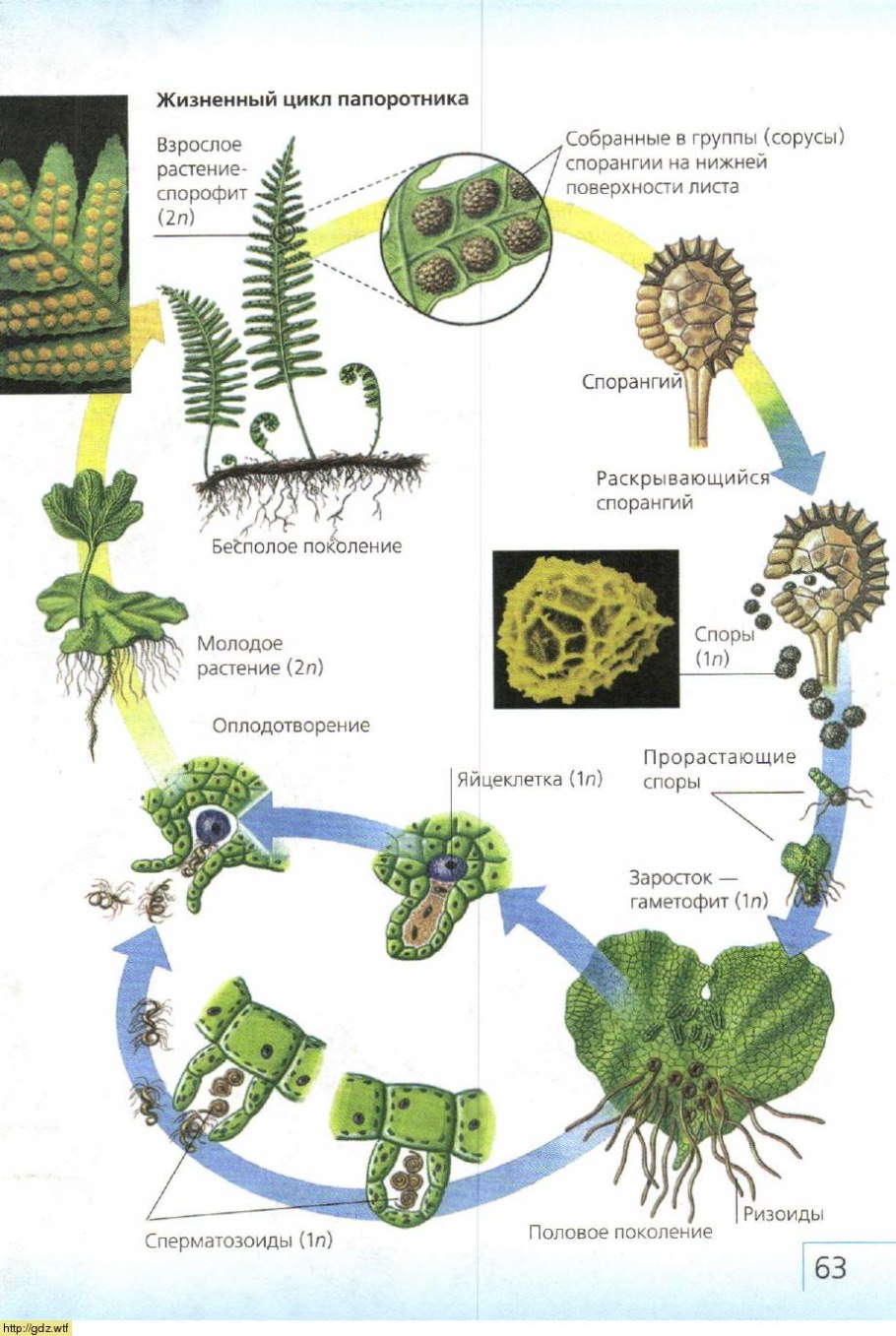 Папоротниковидные схема