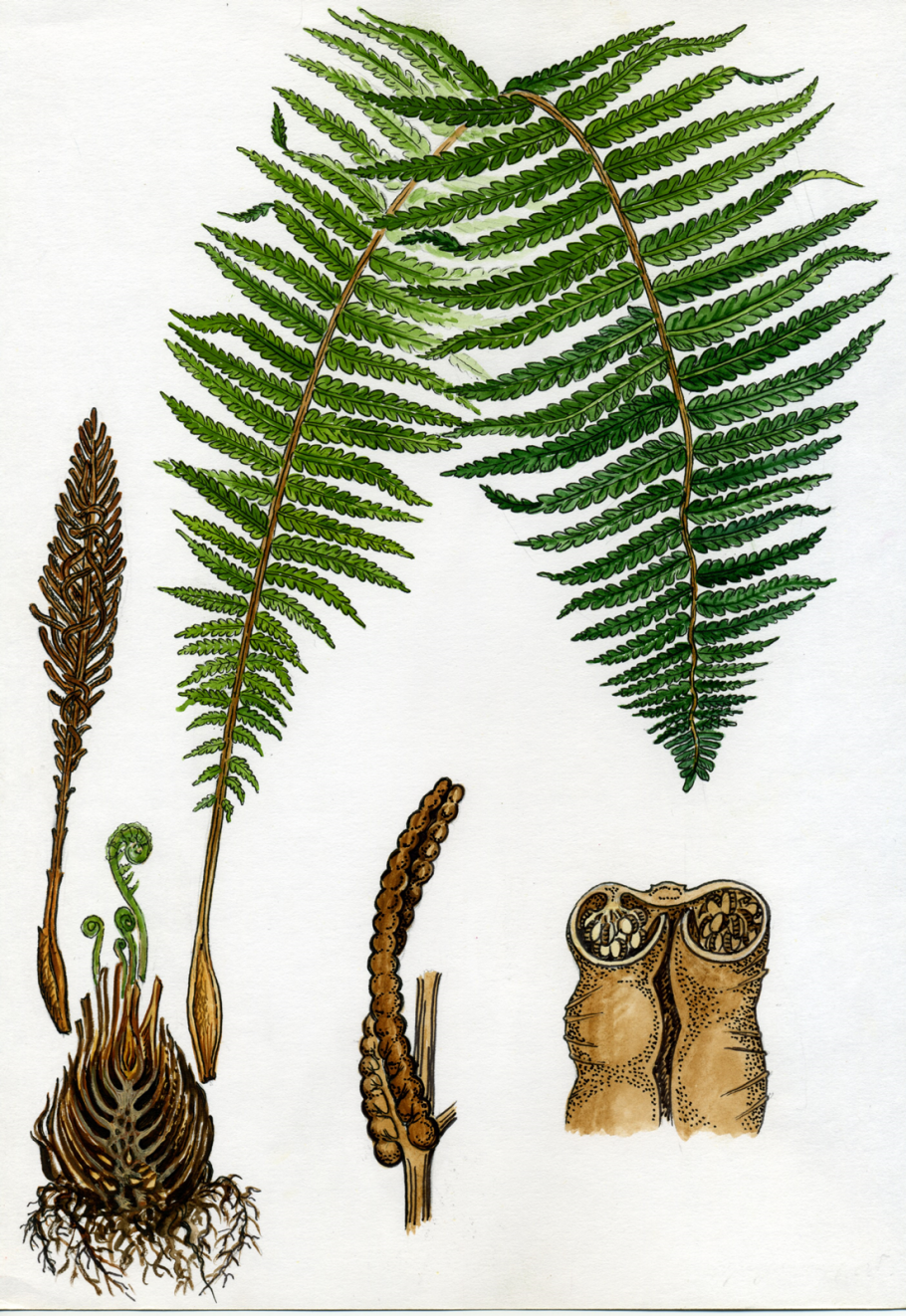 Спорофит папоротника