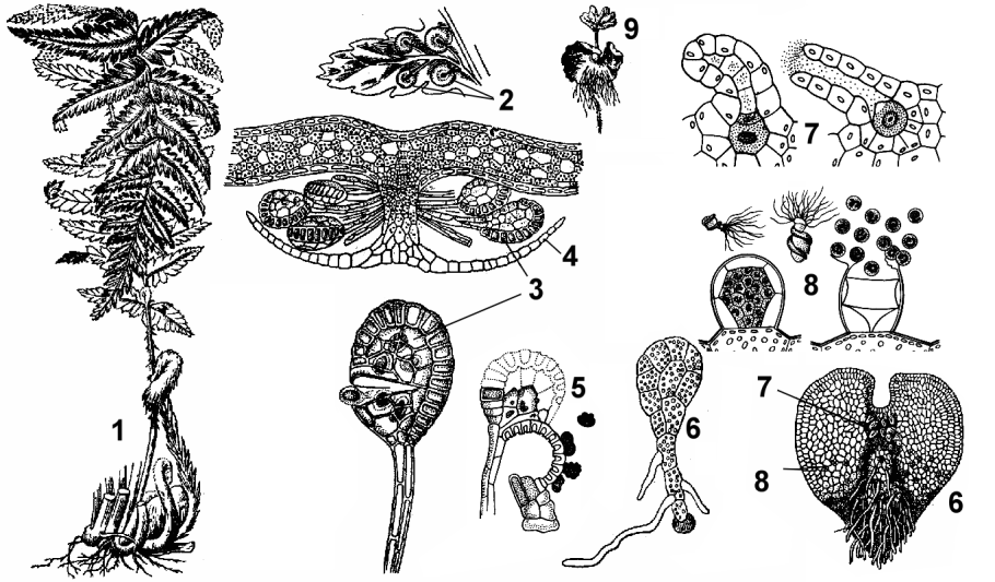 Макроглоссум папоротник