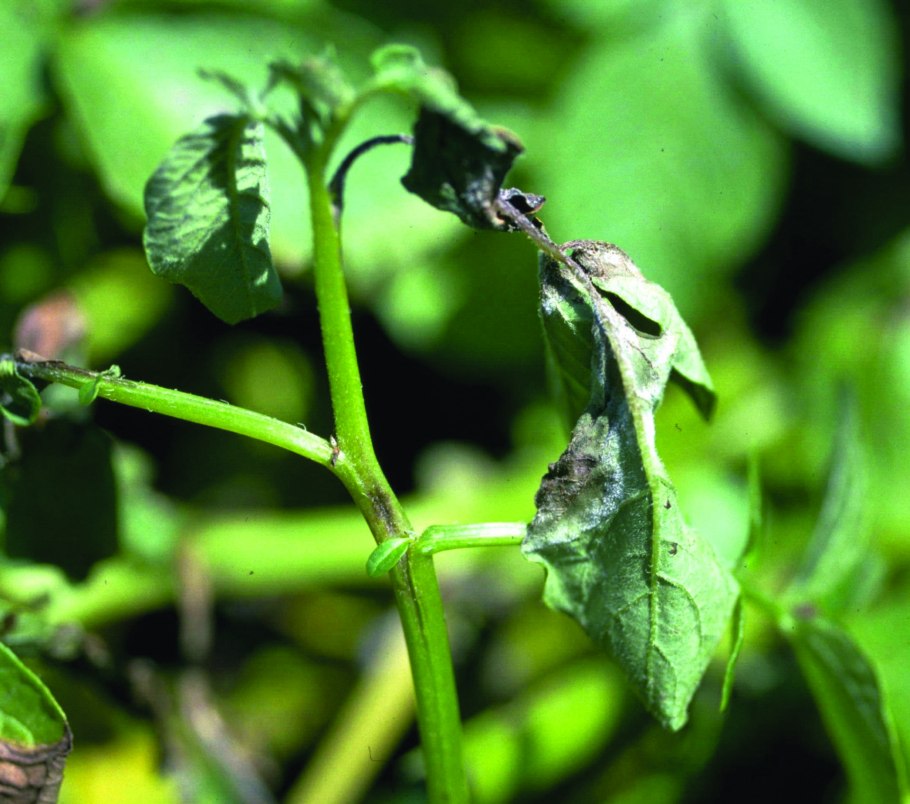 Паслен картофель