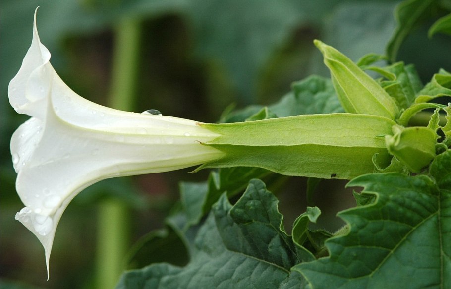 Дурман энтеогены