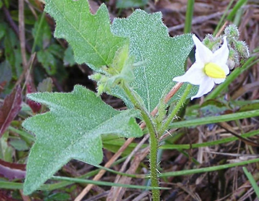 Дурман обыкновенный