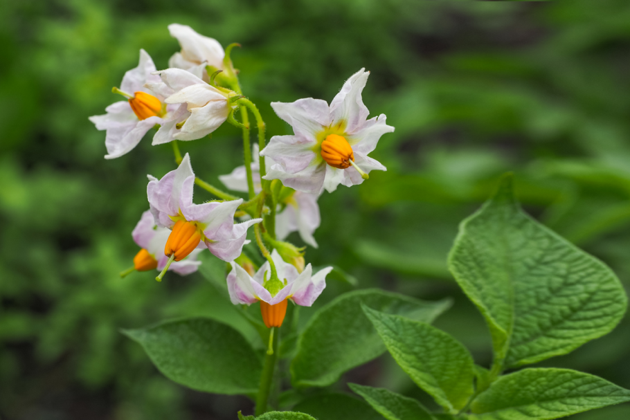 Паслен сладко-Горький (Solanum Dulcamara)