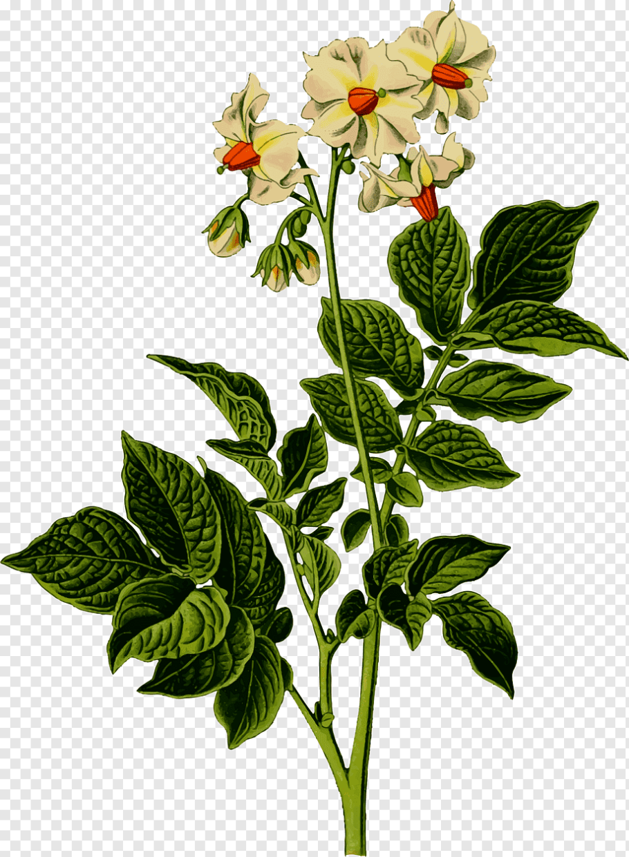 Стебель пасленовых