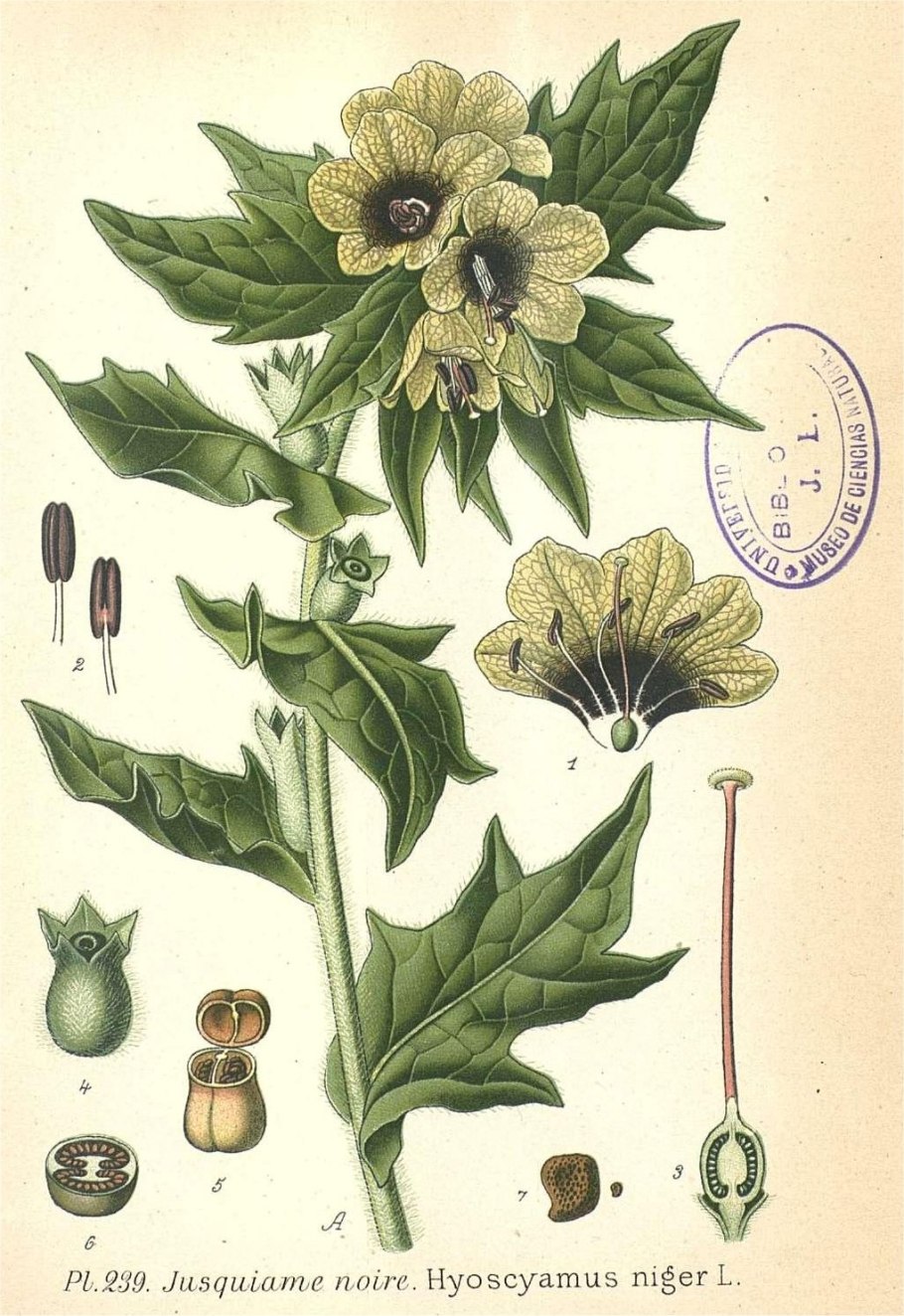 Solanum l.