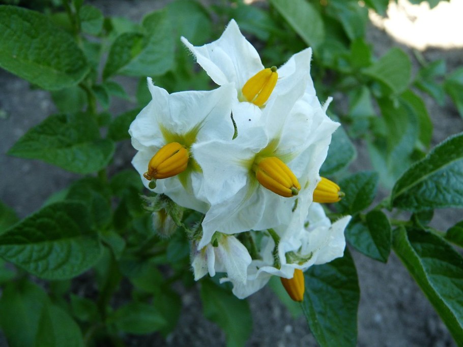 Паслён сладко-Горький