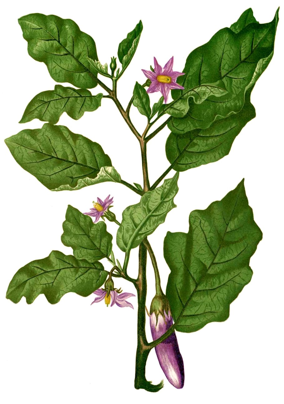 Solanum melongena