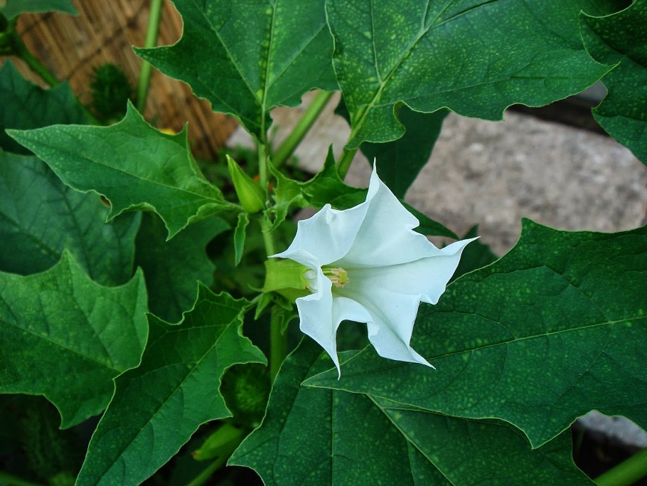 Паслен Каролинский