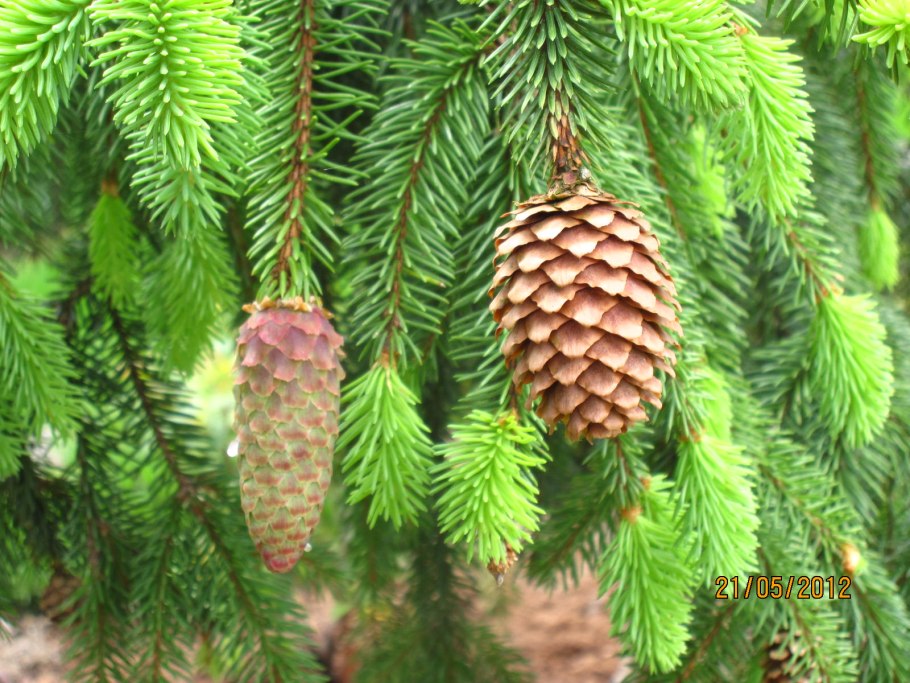 Ель европейская шишка
