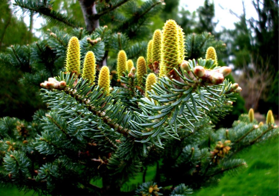 Ель Аянская Picea ajanensis