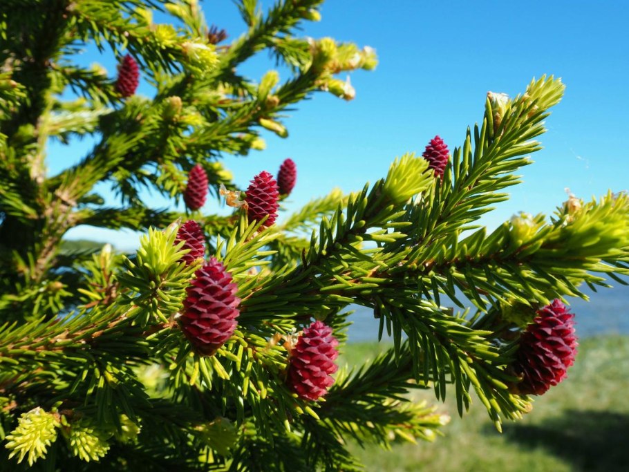 Пихта Фразера / Аbies fraseri