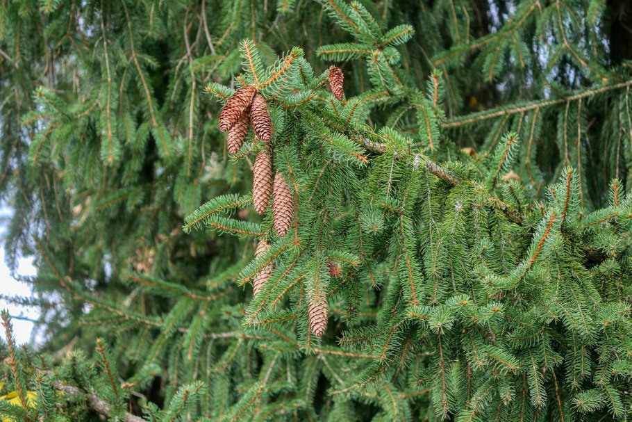 Ель обыкновенная хвоинки
