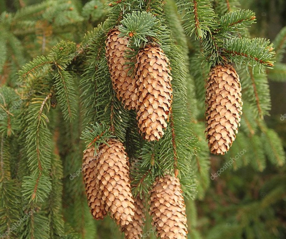 Ель обыкновенная микростробилы